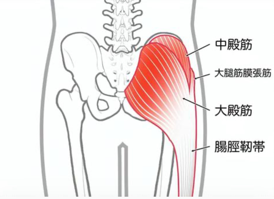 中殿筋