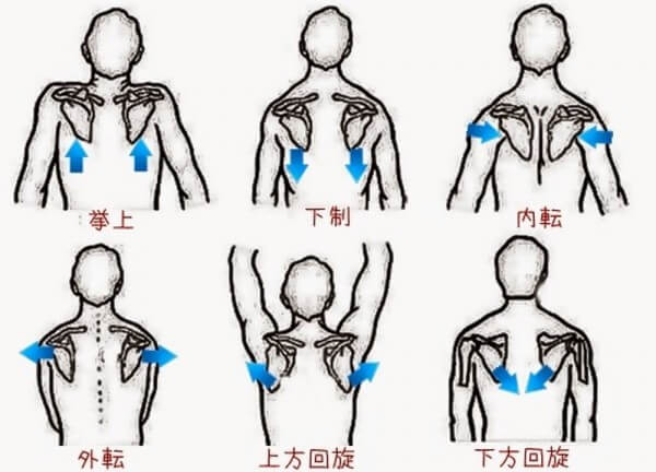 肩甲骨の動き