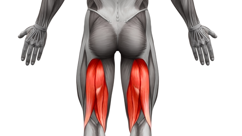 ヒップスラスト ハムストリングス ももうら