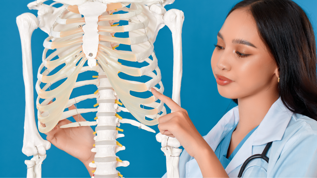 リブフレア　肋骨